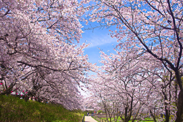 権現堂堤の桜並木