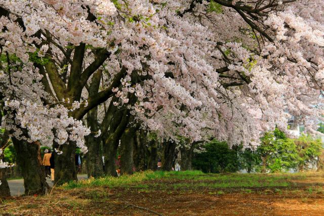 真原桜並木