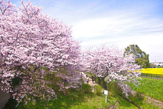 権現堂堤の桜