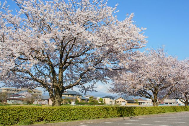 駐車場の桜