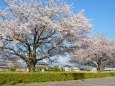 駐車場の桜