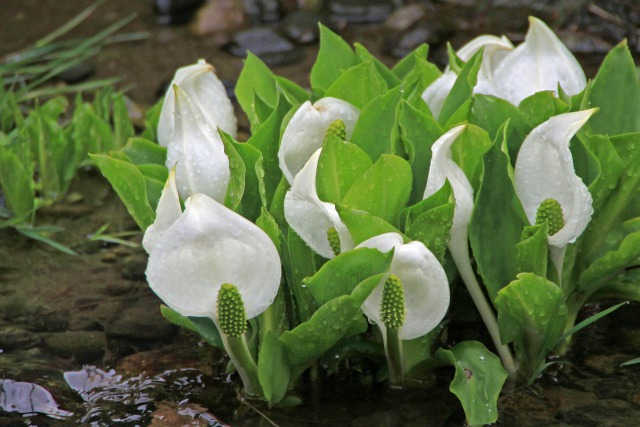 水芭蕉