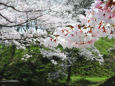 お堀端の桜8
