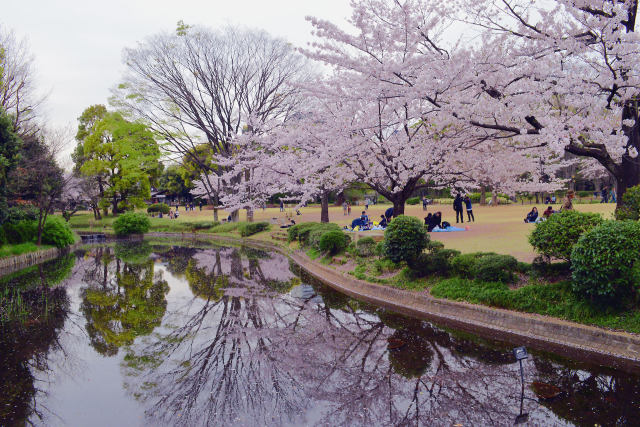 桜の園・2