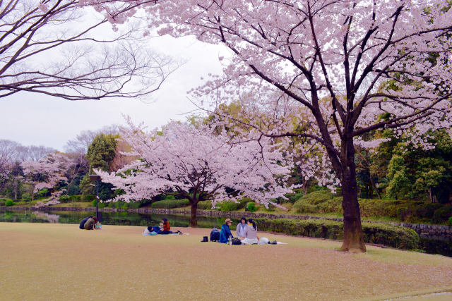 桜の樹の下で・2