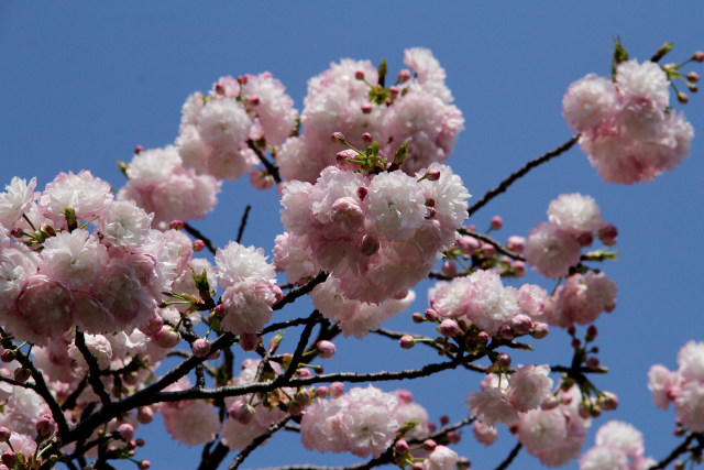 通り抜けの桜・紅笠