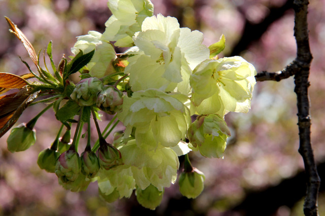 通り抜けの桜・鬱金