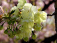 通り抜けの桜・鬱金