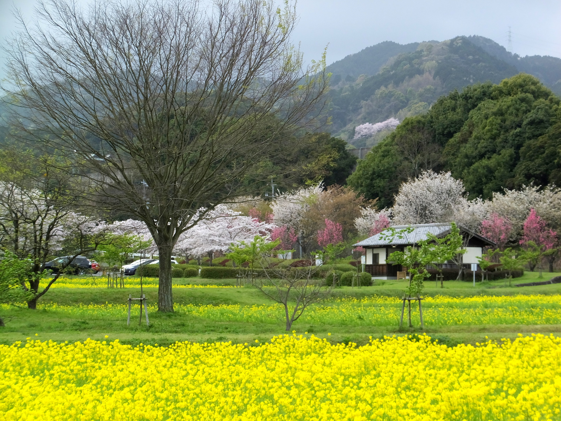 日本の風景 春いっぱいの春景色 壁紙19x1440 壁紙館