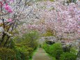 長岡天神の桜並木