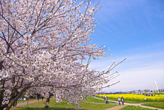 桜と菜の花畑