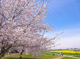 桜と菜の花畑