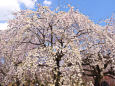 新宿御苑のしだれ桜