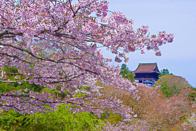 吉野山の春