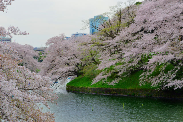 桜咲く千鳥ヶ淵・4