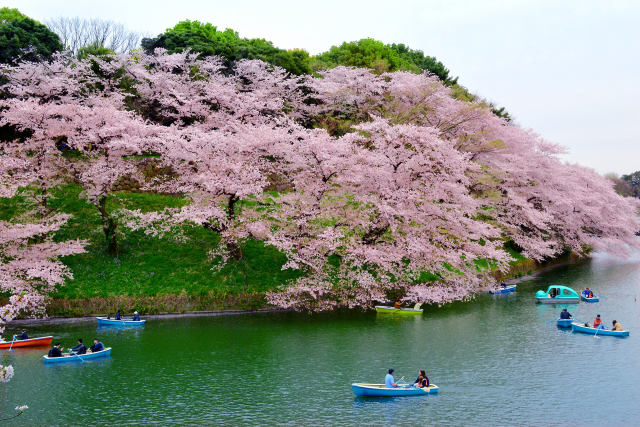 桜咲く千鳥ヶ淵・5