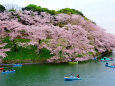 桜咲く千鳥ヶ淵・5