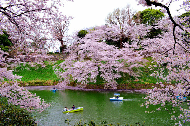 桜咲く千鳥ヶ淵・6