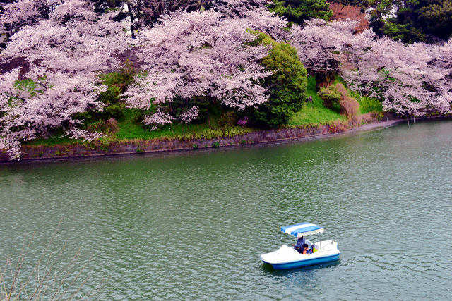 桜咲く千鳥ヶ淵・7