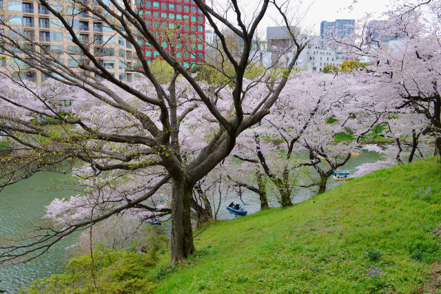 桜咲く千鳥ヶ淵・8