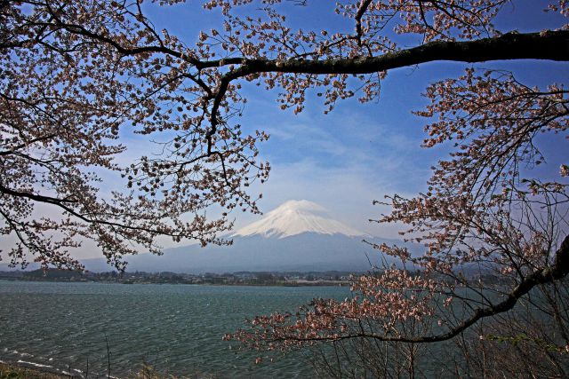 湖畔の桜