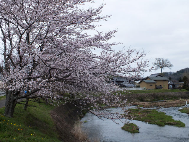 河川敷の桜