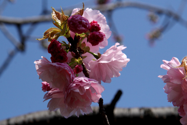 通り抜けの桜・東錦