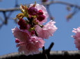 通り抜けの桜・東錦