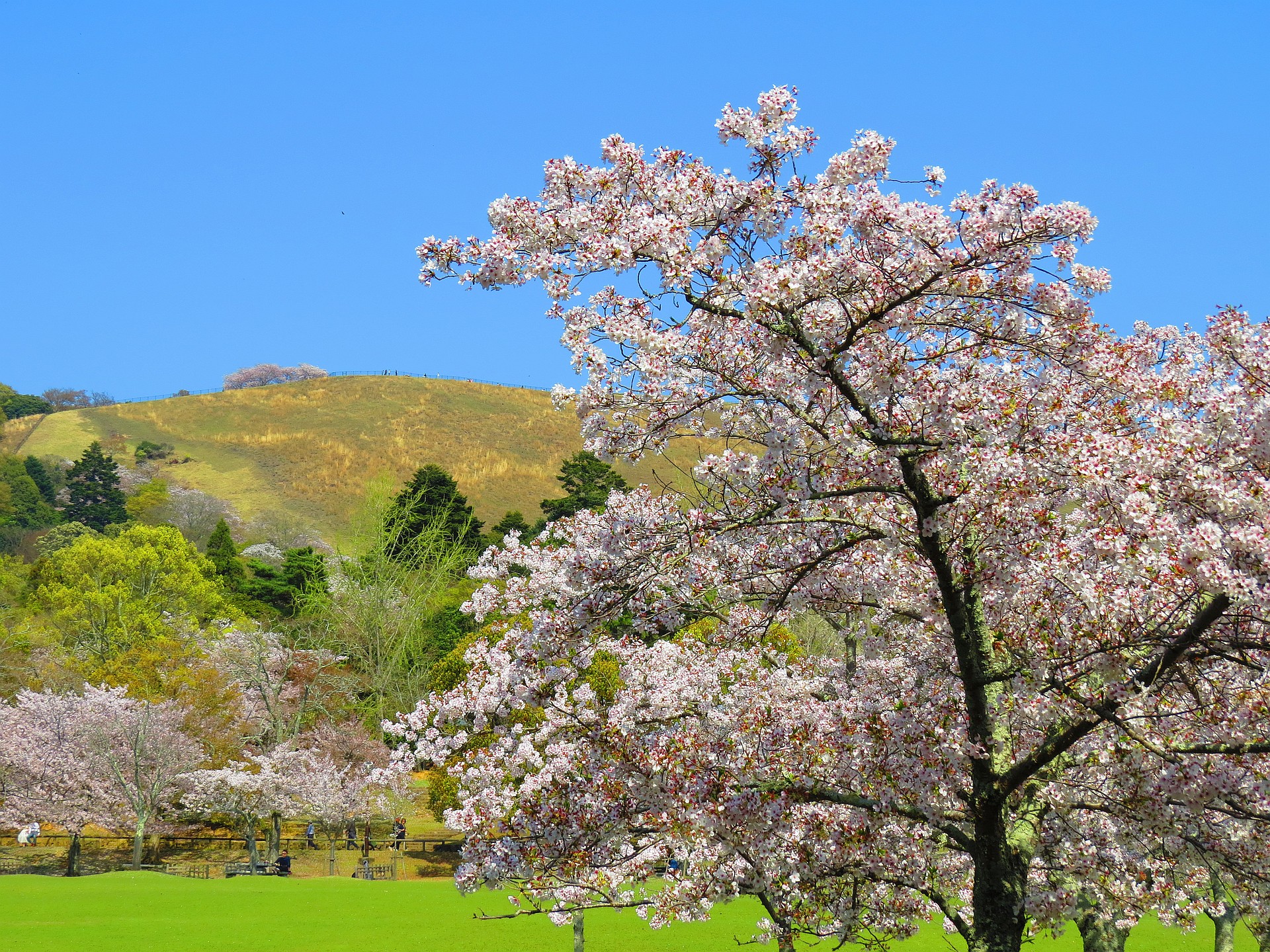 日本の風景 若草山と桜満開の奈良公園 壁紙19x1440 壁紙館