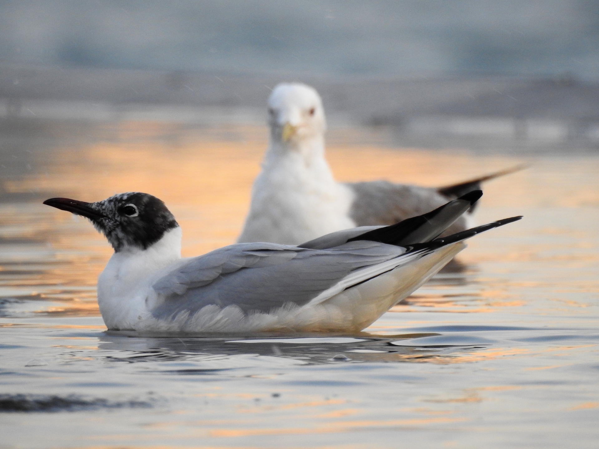 動物 鳥 ペンギン 夏色のユリカモメ 壁紙19x1440 壁紙館