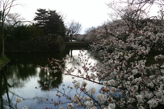 松本平の桜満開