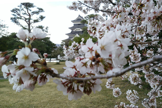 国宝松本城の桜満開