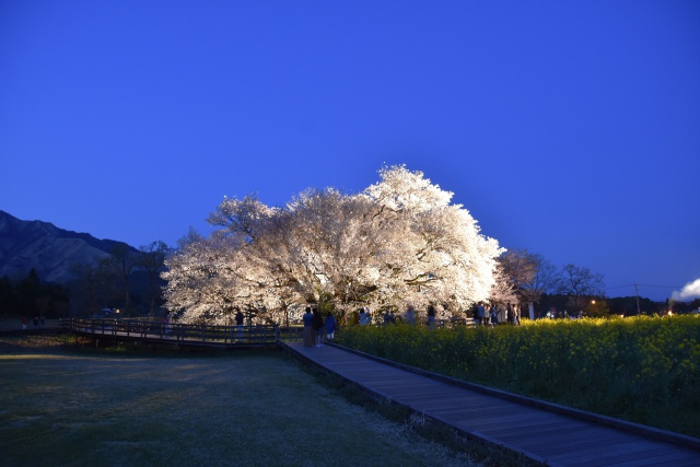 一心行の大桜