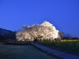 一心行の大桜