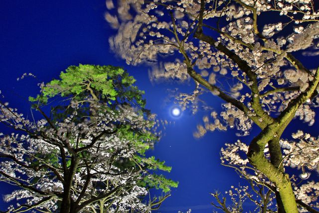 月夜の桜