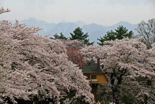 清春芸術村の桜