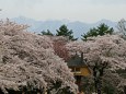 清春芸術村の桜