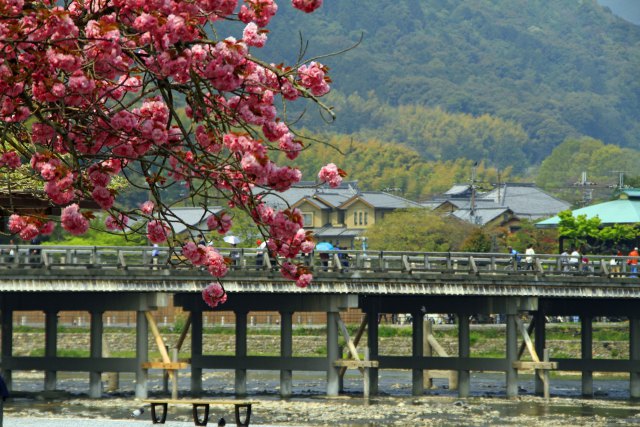 渡月橋の八重桜