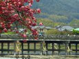 渡月橋の八重桜