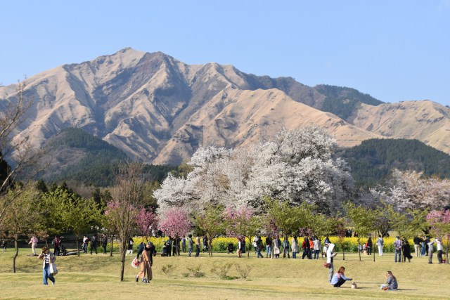 一心行の大桜