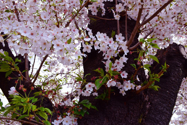 名残りの桜