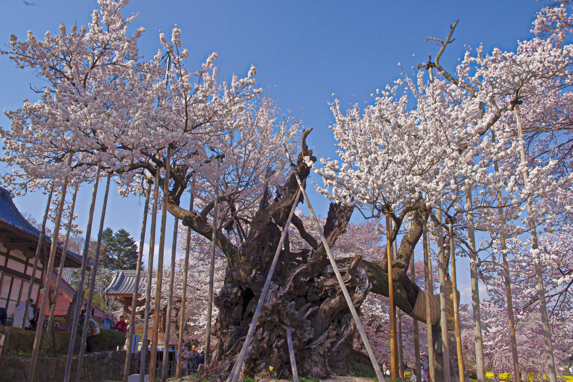 日本の風景 山高神代桜 壁紙19x1280 壁紙館