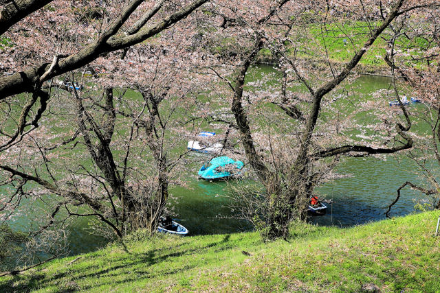 千鳥が淵のさくら