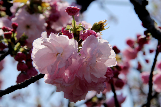 通り抜けの桜・春日井