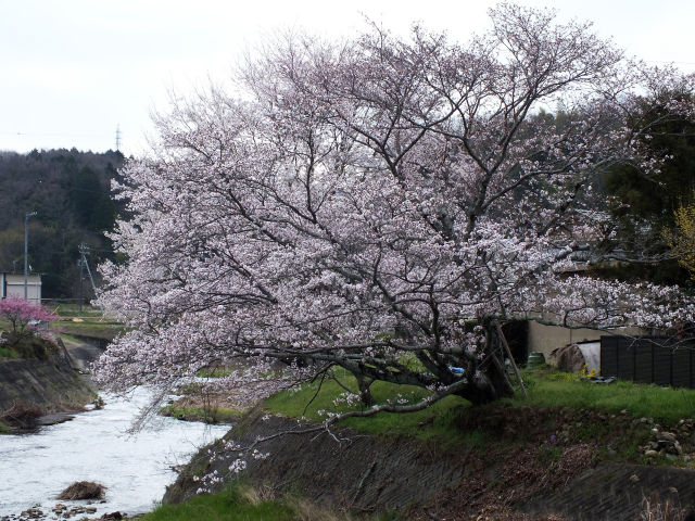 河川敷の桜