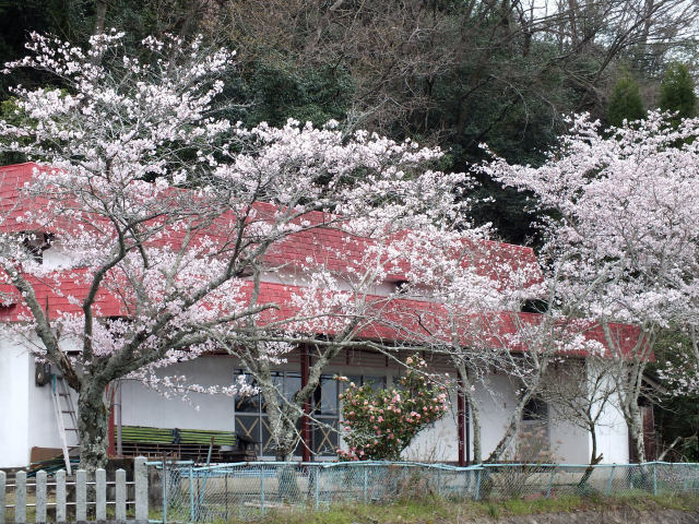 お稲荷さんの桜