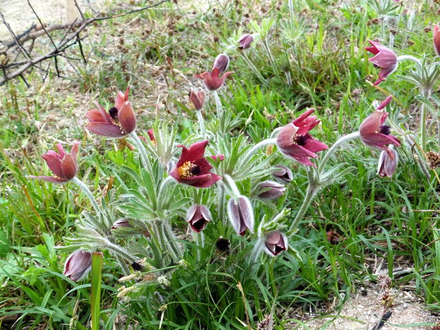 山頂に咲いていた花、翁草