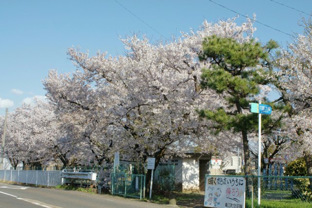 旭公園の桜