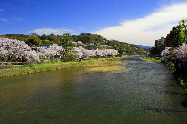 浅野川(金沢)の桜