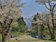 城端の桜